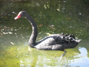 Have clarity; know who you are (Red Cape Revolution)